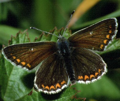 Northern Brown Argus - John Hope